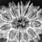 11 Mukhi Rudraksha 32.4mm 6.33gm - Xray