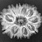 11 Mukhi Rudraksha 24.4mm 3gm - Xray