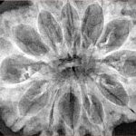 12 Mukhi Rudraksha 34.3mm 6.36gm - Xray