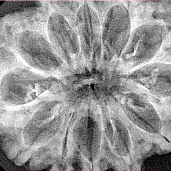 12 Mukhi Rudraksha 34.3mm 6.36gm - Xray