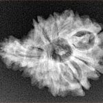 Sawar/Ganesh (9+1) 25.6mm 3.08gm - Xray