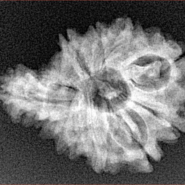 Sawar/Ganesh (9+1) 25.6mm 3.08gm - Xray