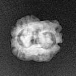 2 Mukhi Rudraksha 17.7mm 1.24gm - Xray