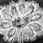 11 Mukhi Rudraksha 31.6mm 6.89gm - Xray