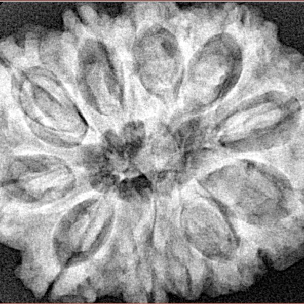 11 Mukhi Rudraksha 31.6mm 6.89gm - Xray