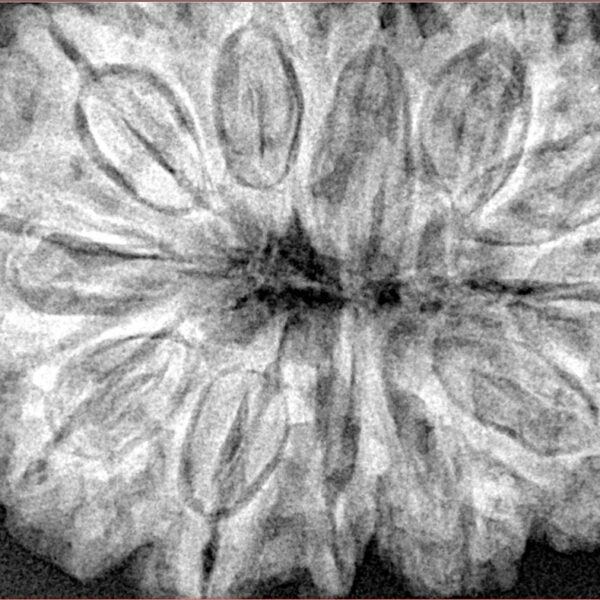 12 Mukhi Rudraksha 36.3mm 9.34gm - Xray