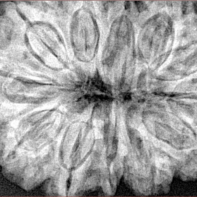 12 Mukhi Rudraksha 36.3mm 9.34gm - Xray