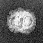 2 Mukhi Rudraksha 17.1mm 1.08gm - Xray