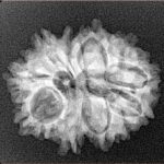 11 Mukhi Rudraksha 24.1mm 3.11gm - Xray