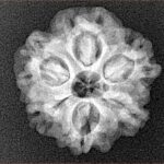 1MK(Underdeveloped) 21.5mm 3.23gm - Xray