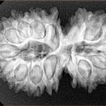 15 Mukhi Gaurishankar 33.4mm 5.7gm - Xray