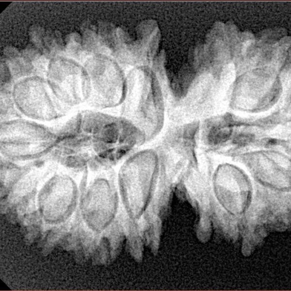 15 Mukhi Gaurishankar 33.4mm 5.7gm - Xray