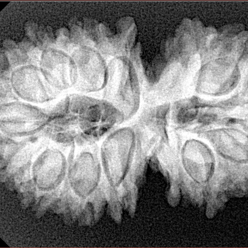 15 Mukhi Gaurishankar 33.4mm 5.7gm - Xray