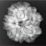 1MK(Underdeveloped) 23.3mm 4.3gm - Xray