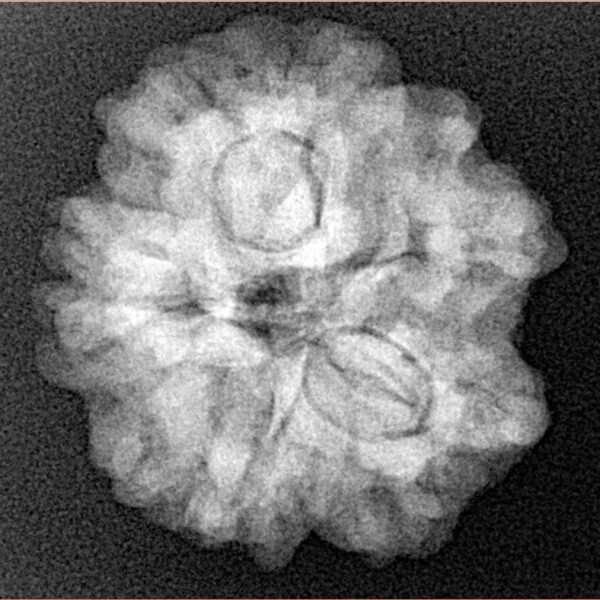 1MK(Underdeveloped) 23.3mm 4.3gm - Xray