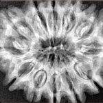 12 Mukhi Rudraksha 33.1mm 6.64gm - Xray