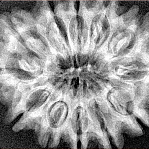 12 Mukhi Rudraksha 33.1mm 6.64gm - Xray