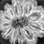 11 Mukhi Rudraksha 29.6mm 7.23gm - Xray