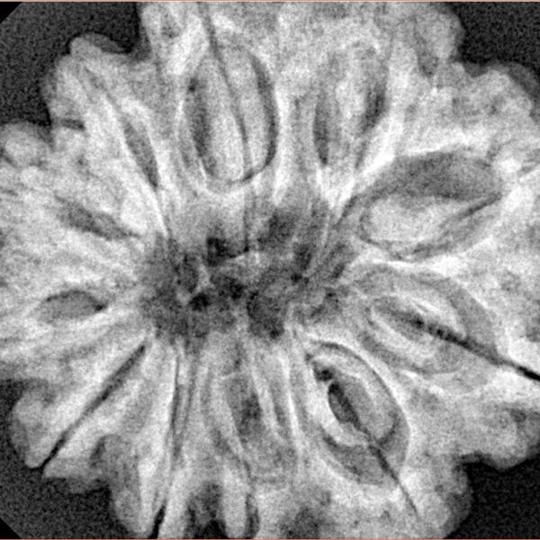 11 Mukhi Rudraksha 29.6mm 7.23gm - Xray