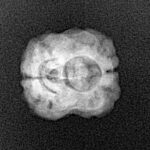 2 Mukhi Rudraksha 21.3mm 1.41gm - Xray