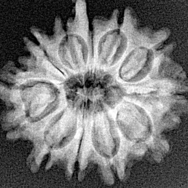 12 Mukhi Ganesh 24.3mm 3.21gm - Xray