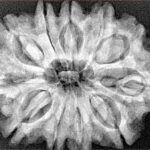 11 Mukhi Rudraksha 31.7mm 6.45gm - Xray