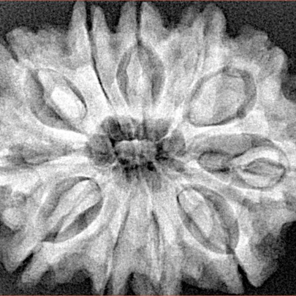 11 Mukhi Rudraksha 31.7mm 6.45gm - Xray