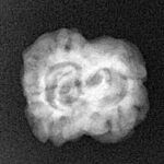 2 Mukhi Rudraksha 21.9mm 1.85gm - Xray