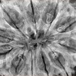 11 Mukhi Rudraksha 38.5mm 9.38gm - Xray