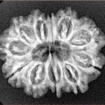 11 Mukhi Rudraksha 26.5mm 3.45gm - Xray