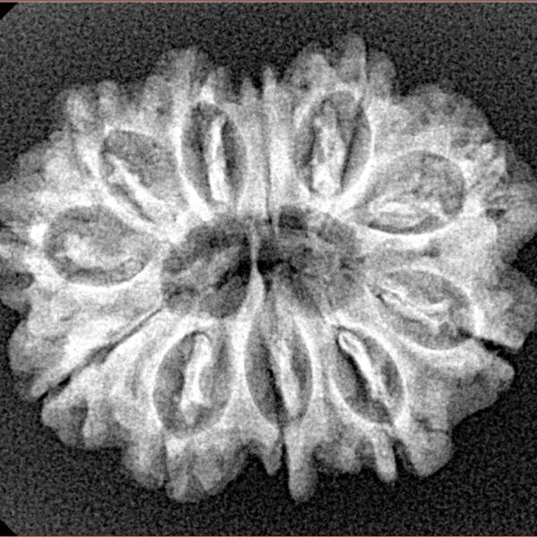 11 Mukhi Rudraksha 26.5mm 3.45gm - Xray