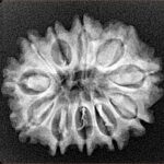 11 Mukhi Rudraksha 24.8mm 3.56gm - Xray