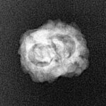 2 Mukhi Rudraksha 20.4mm 1.36gm - Xray