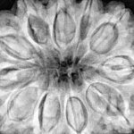 11 Mukhi Rudraksha 34.4mm 9.94gm - Xray