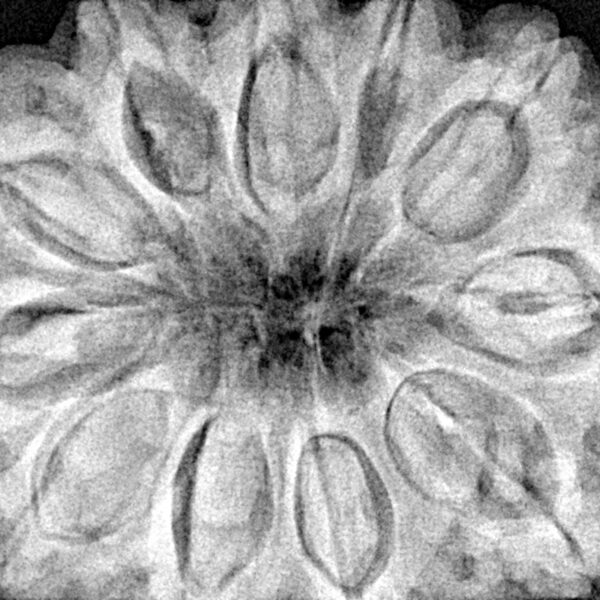 11 Mukhi Rudraksha 34.4mm 9.94gm - Xray