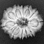 11 Mukhi Rudraksha 20.8mm 2.46gm - Xray