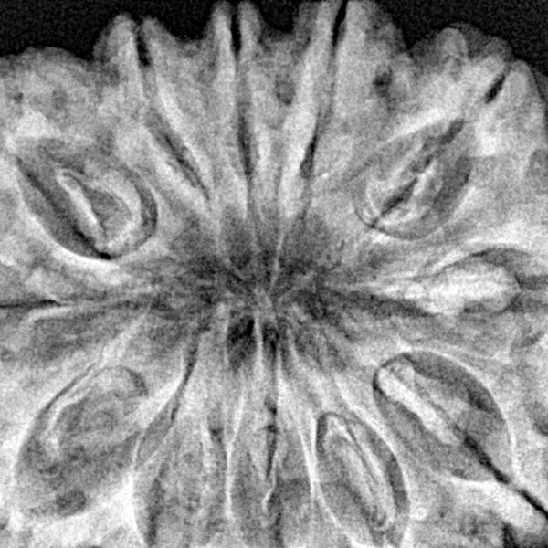 12 Mukhi Rudraksha 36.2mm 9.4gm - Xray