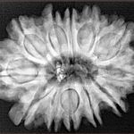 12 Mukhi Rudraksha 30.8mm 6.53gm - Xray