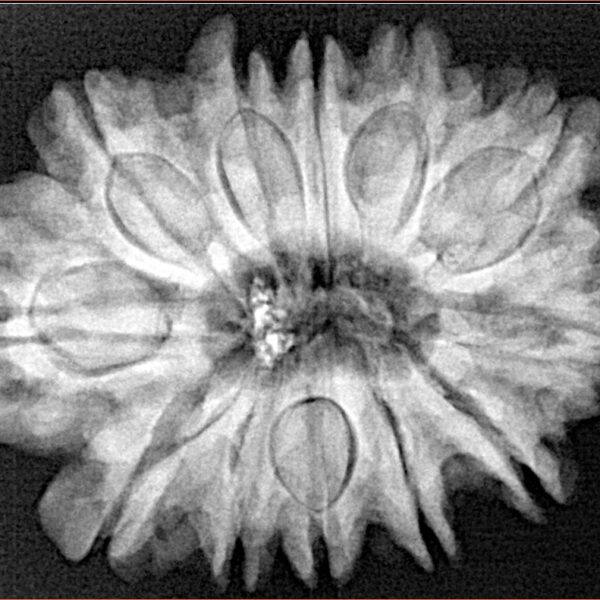 12 Mukhi Rudraksha 30.8mm 6.53gm - Xray