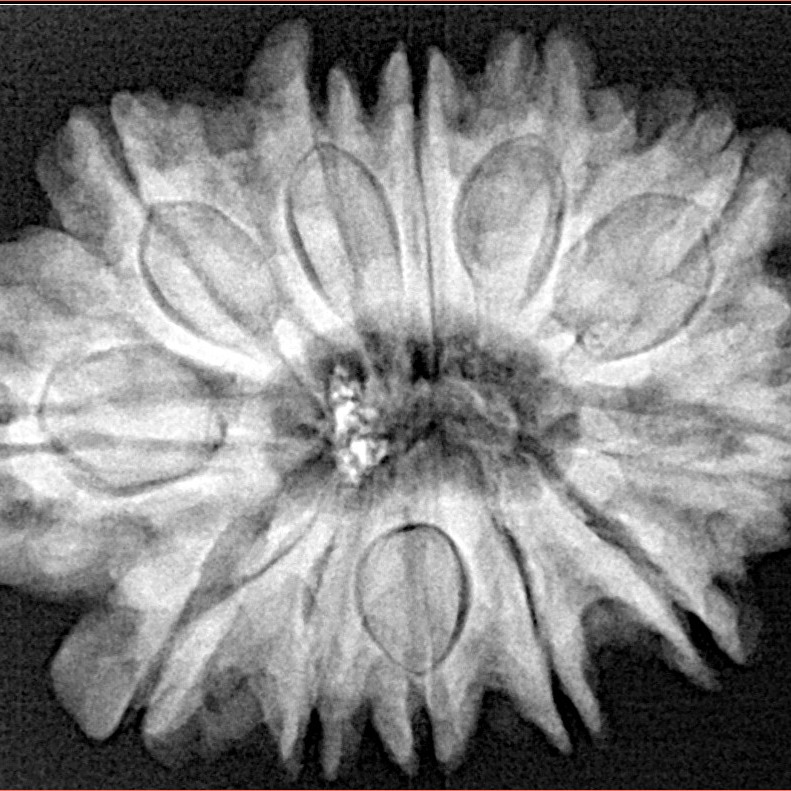 12 Mukhi Rudraksha 30.8mm 6.53gm - Xray