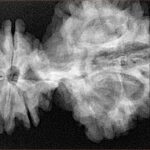 15 Mukhi Trijuti 54.5mm 12.31gm - Xray