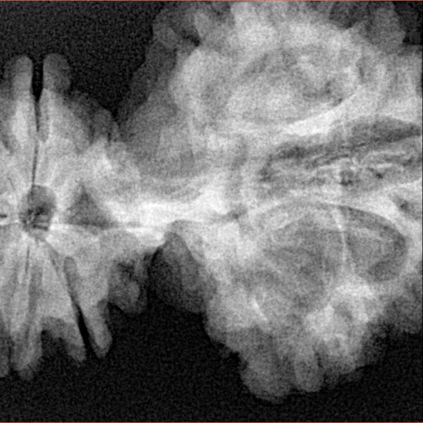 15 Mukhi Trijuti 54.5mm 12.31gm - Xray