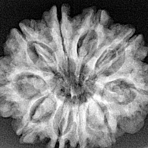 10 Mukhi Rudraksha 28.4mm 5.58gm - Xray
