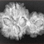 Sawar/Ganesh (4+1) 29.4mm 5.17gm - Xray