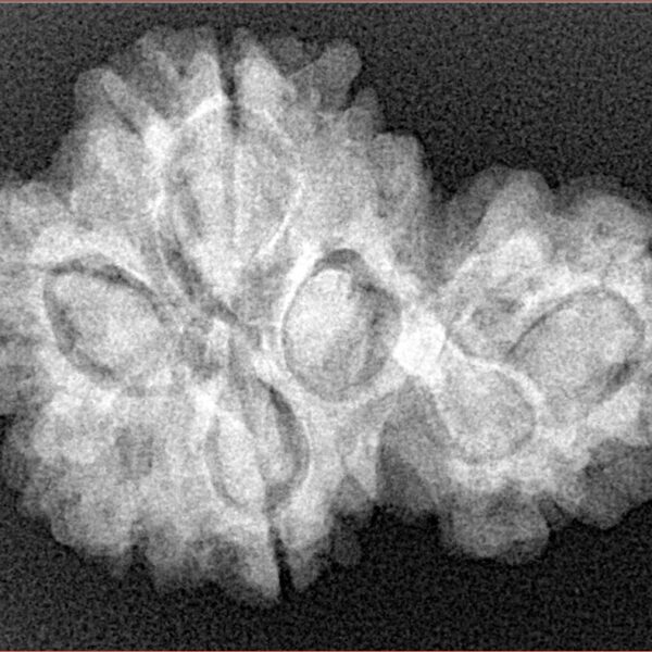 Sawar/Ganesh (4+1) 29.4mm 5.17gm - Xray