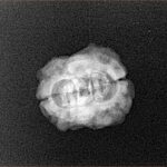 2 Mukhi Rudraksha 21.9mm 1.66gm - Xray
