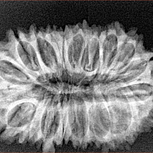 21 Mukhi Rudraksha 30.8mm 4.1gm - Xray