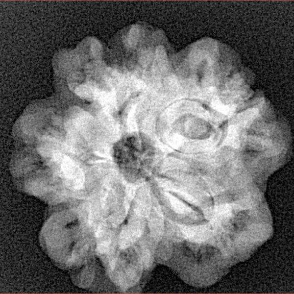 1MK(Underdeveloped) 23.2mm 4.18gm - Xray