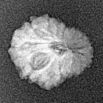 16 Mukhi Rudraksha 13.6mm 0.7gm - Xray