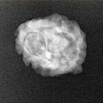 2 Mukhi Rudraksha 22.1mm 1.63gm - Xray